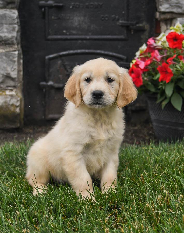 golden retriever for sale