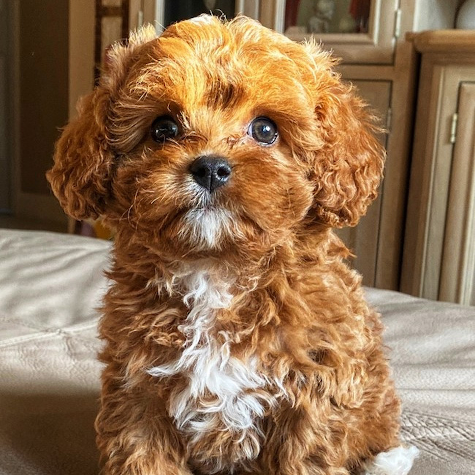 cavapoo for sale phoenix