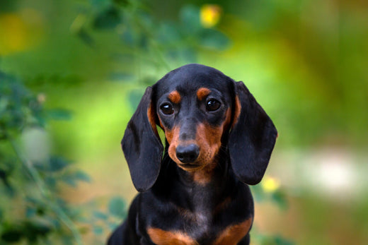 miniature dachshund puppies