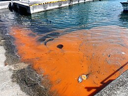 red tide hope island