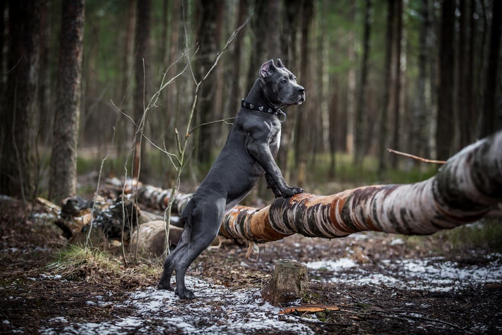 is cane corso dangerous