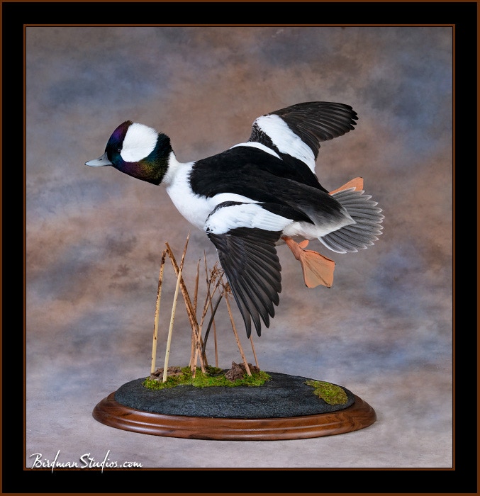 bufflehead drake mount