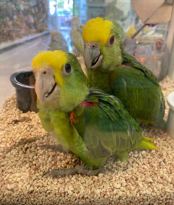 parrots for sale near me