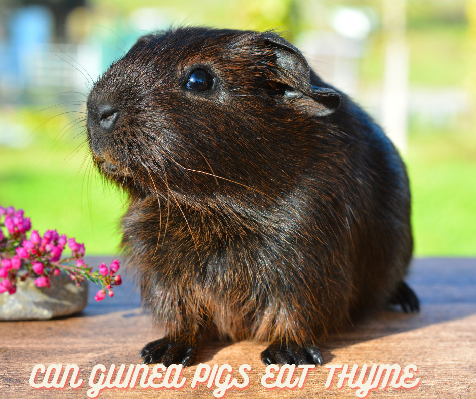 can guinea pigs eat thyme