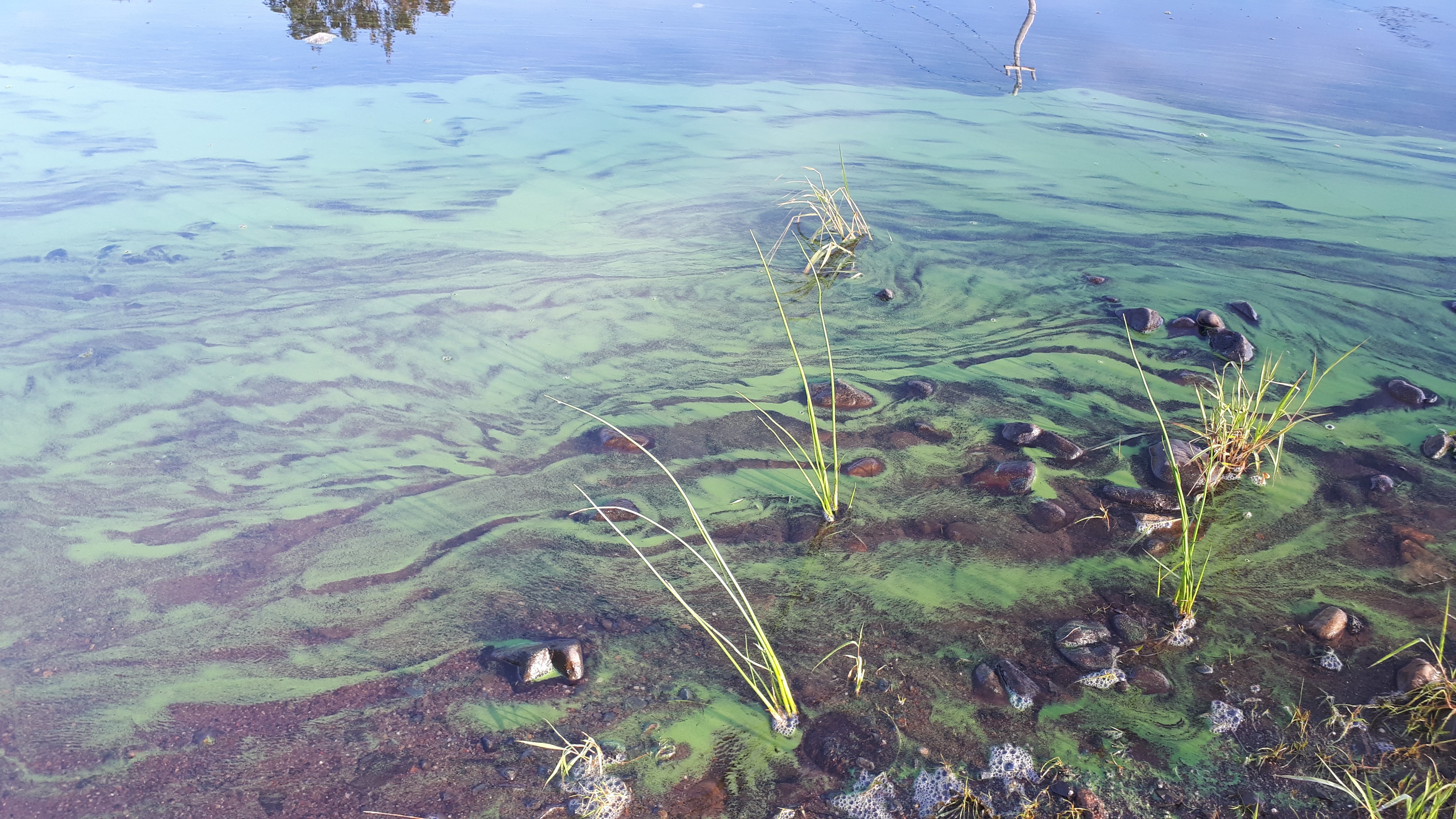 halifax blue green algae