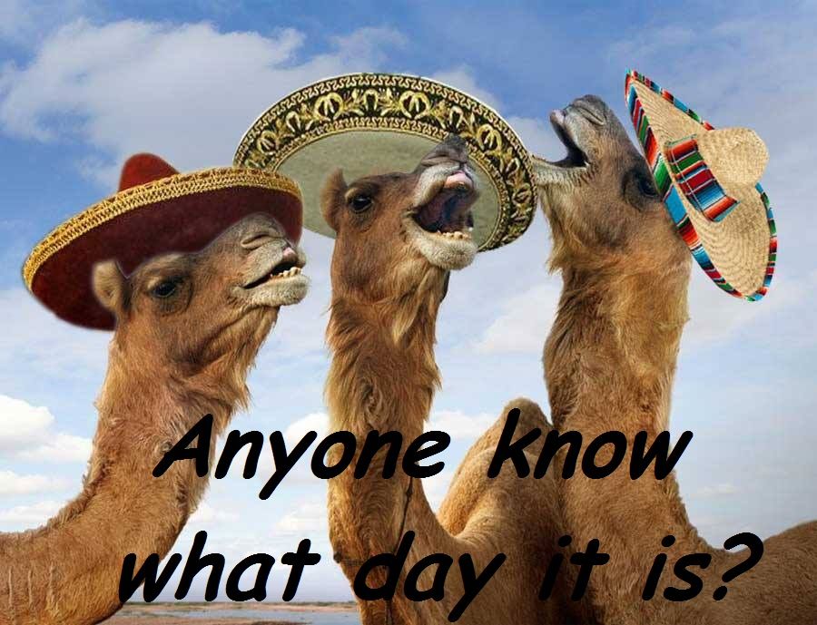 hump day camel meme