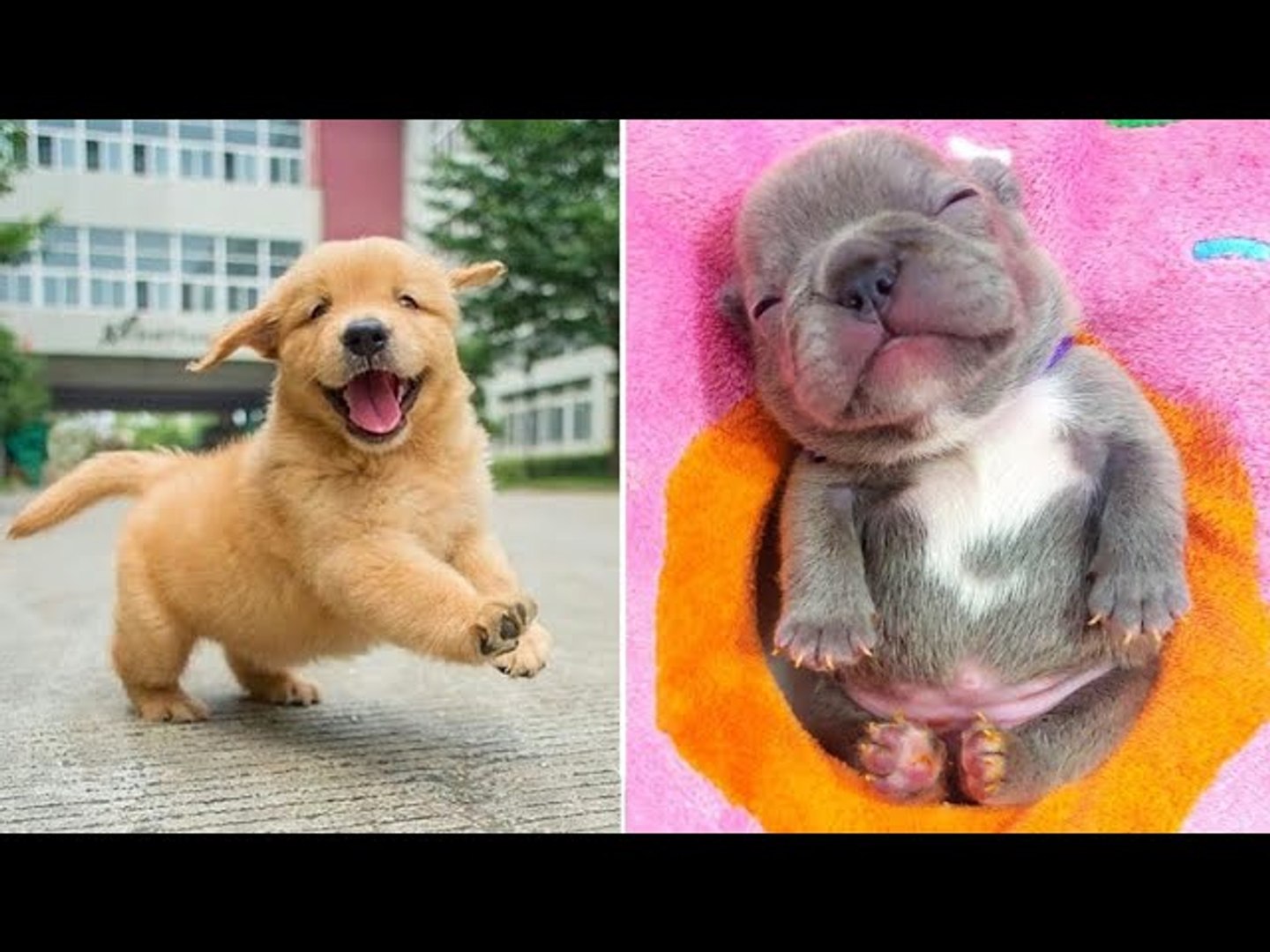 puppy dog videos funny