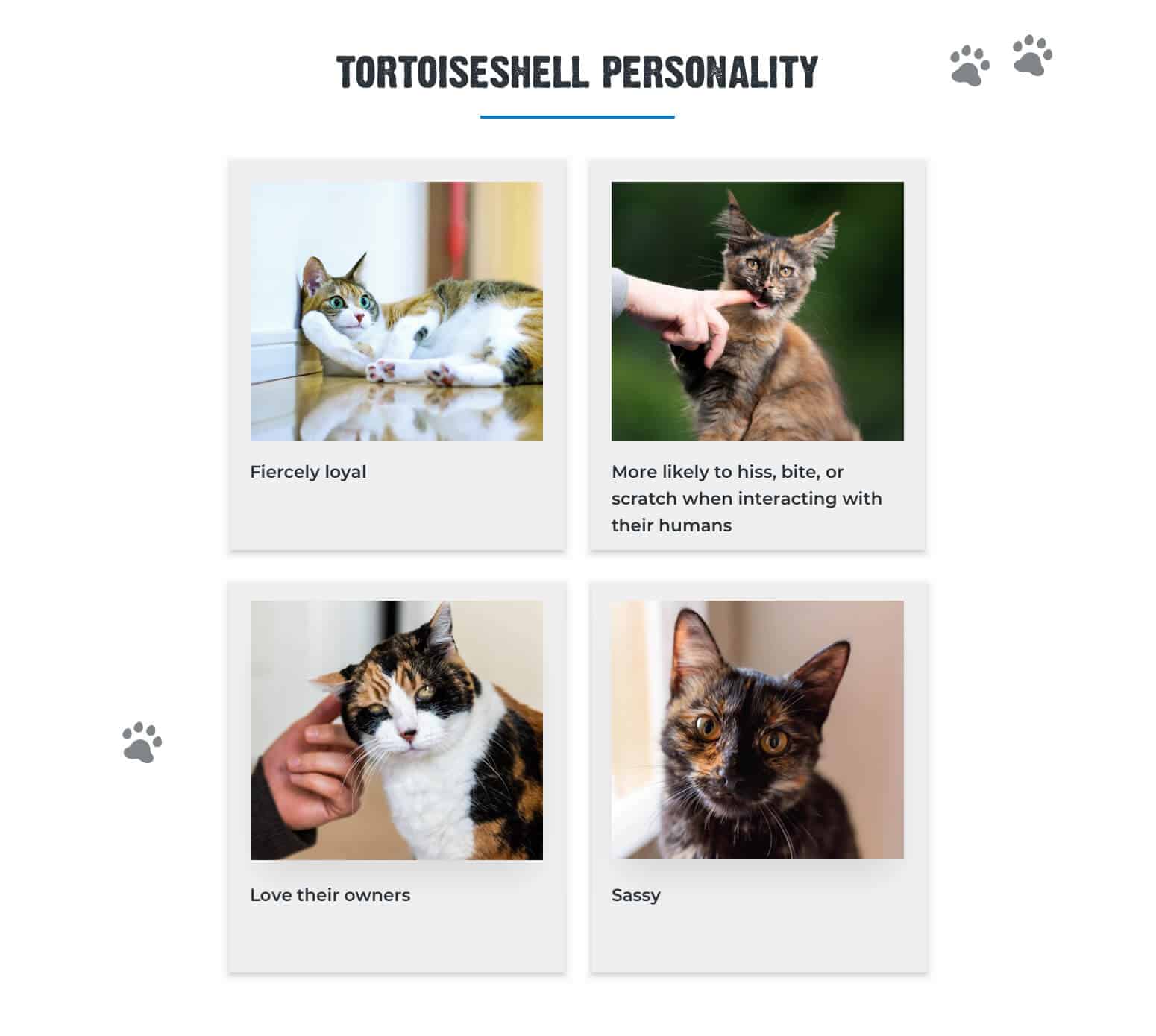 tortie kitten personality