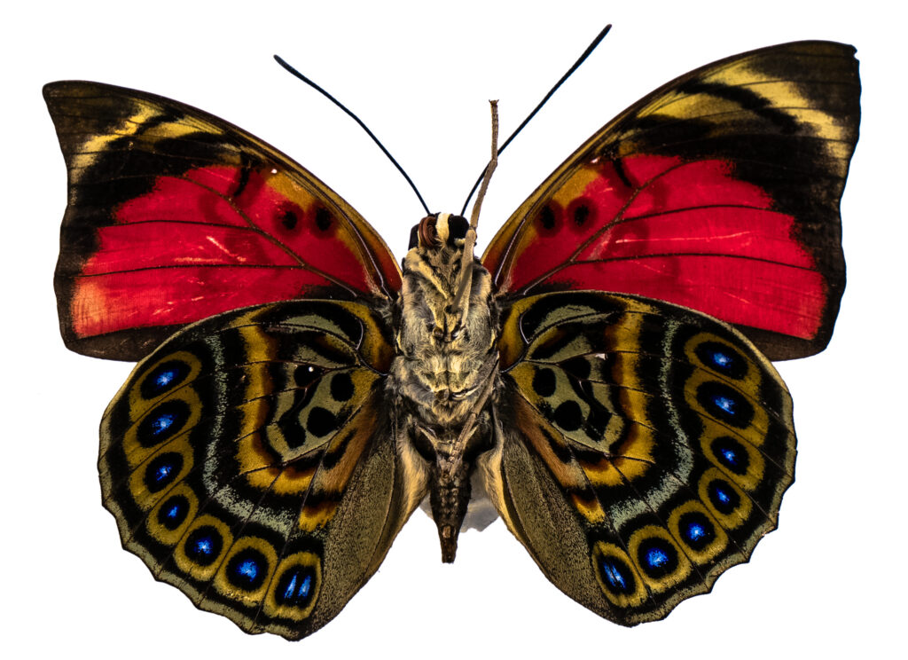 amazon butterfly