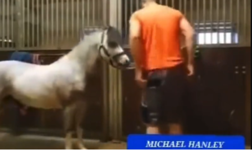 michael hanley horse