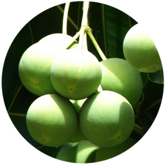 calophyllum inophyllum seed oil comedogenic