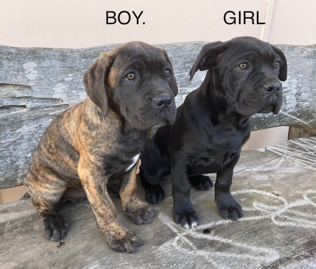 cane corso puppies for sale nsw