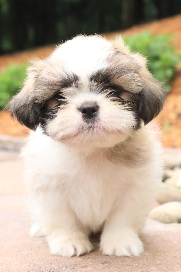 shih tzu cross for sale