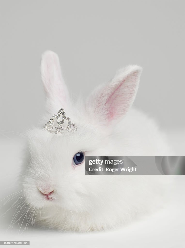 cute white rabbit images