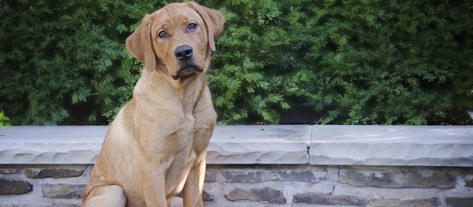 fox red labrador for sale