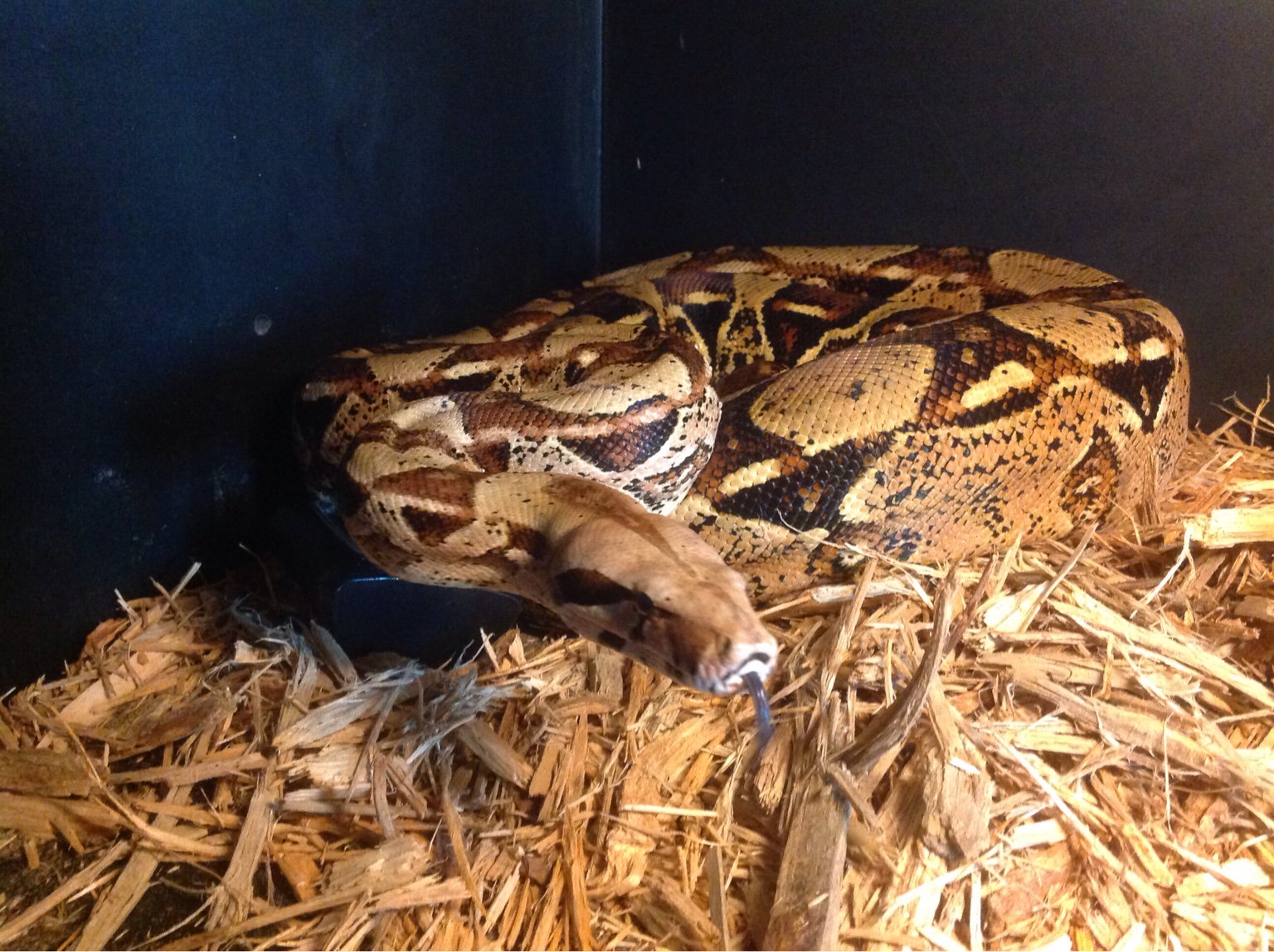 cypress mulch ball python