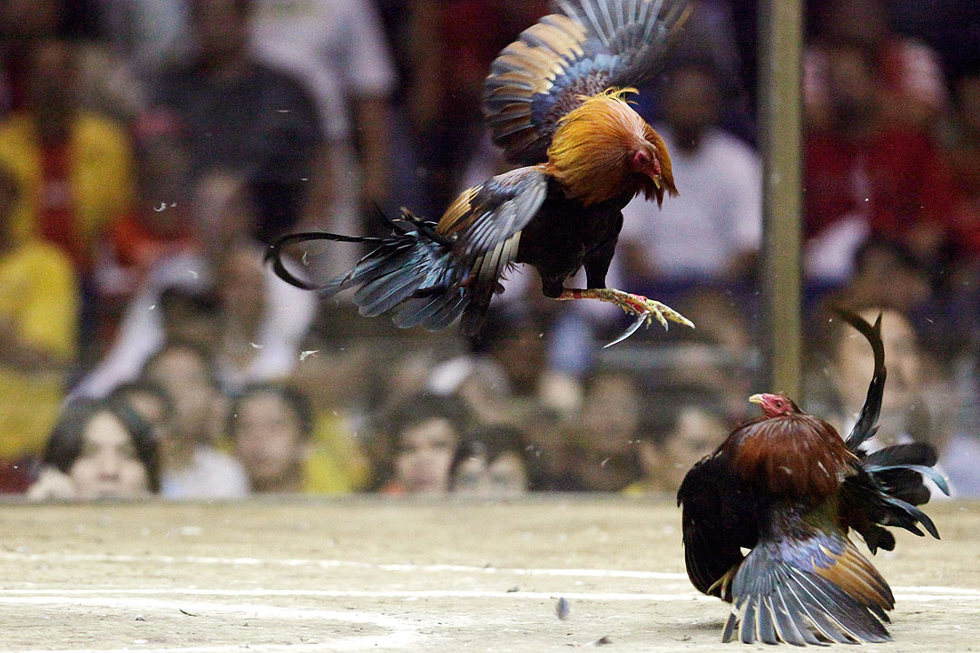 online cockfighting legal