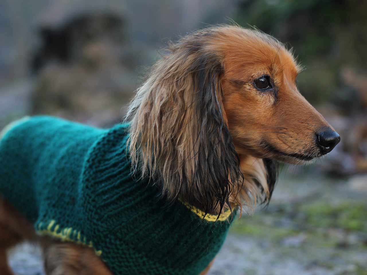 knitting pattern dog coat