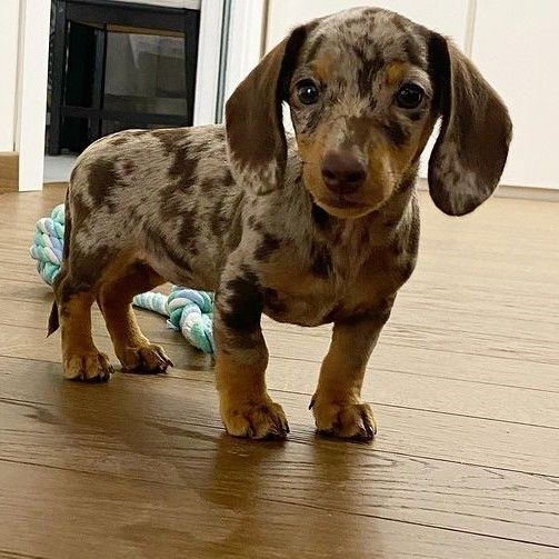 dachshund puppies