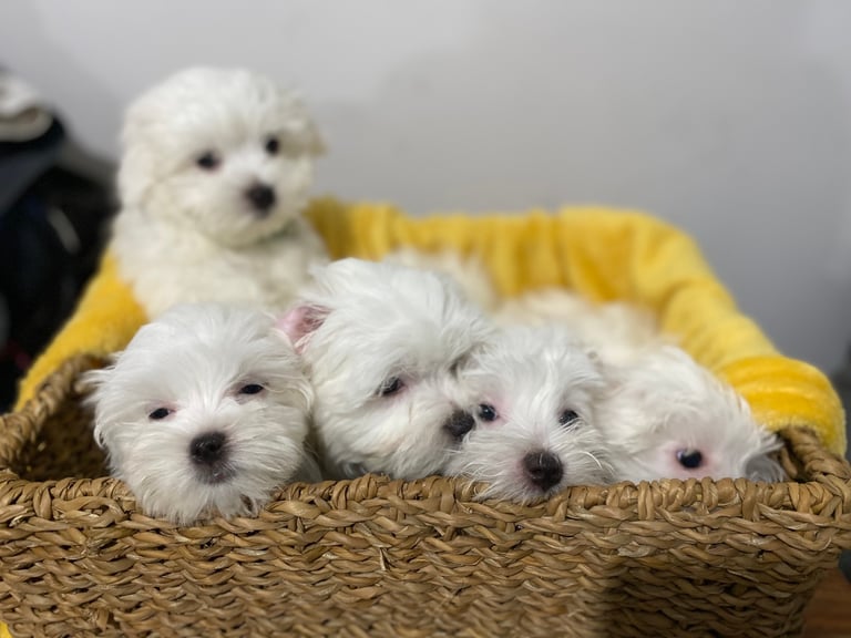 free puppies for sale birmingham