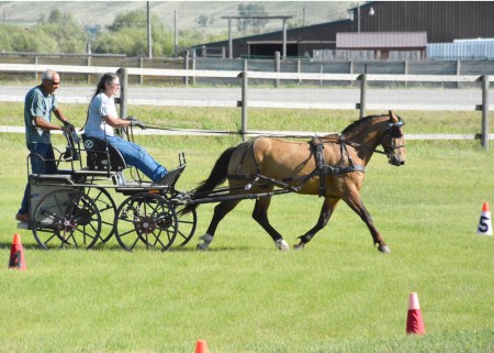 driving horses for sale