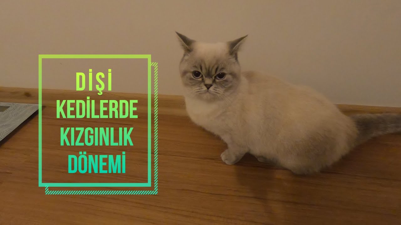 british shorthair erkek kedi kızgınlık dönemi