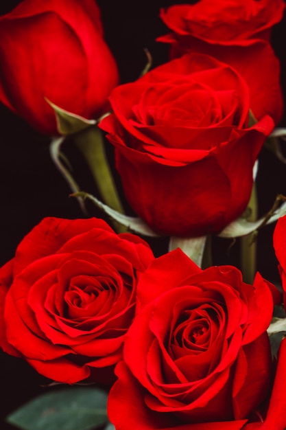 rosas hermosas rojas