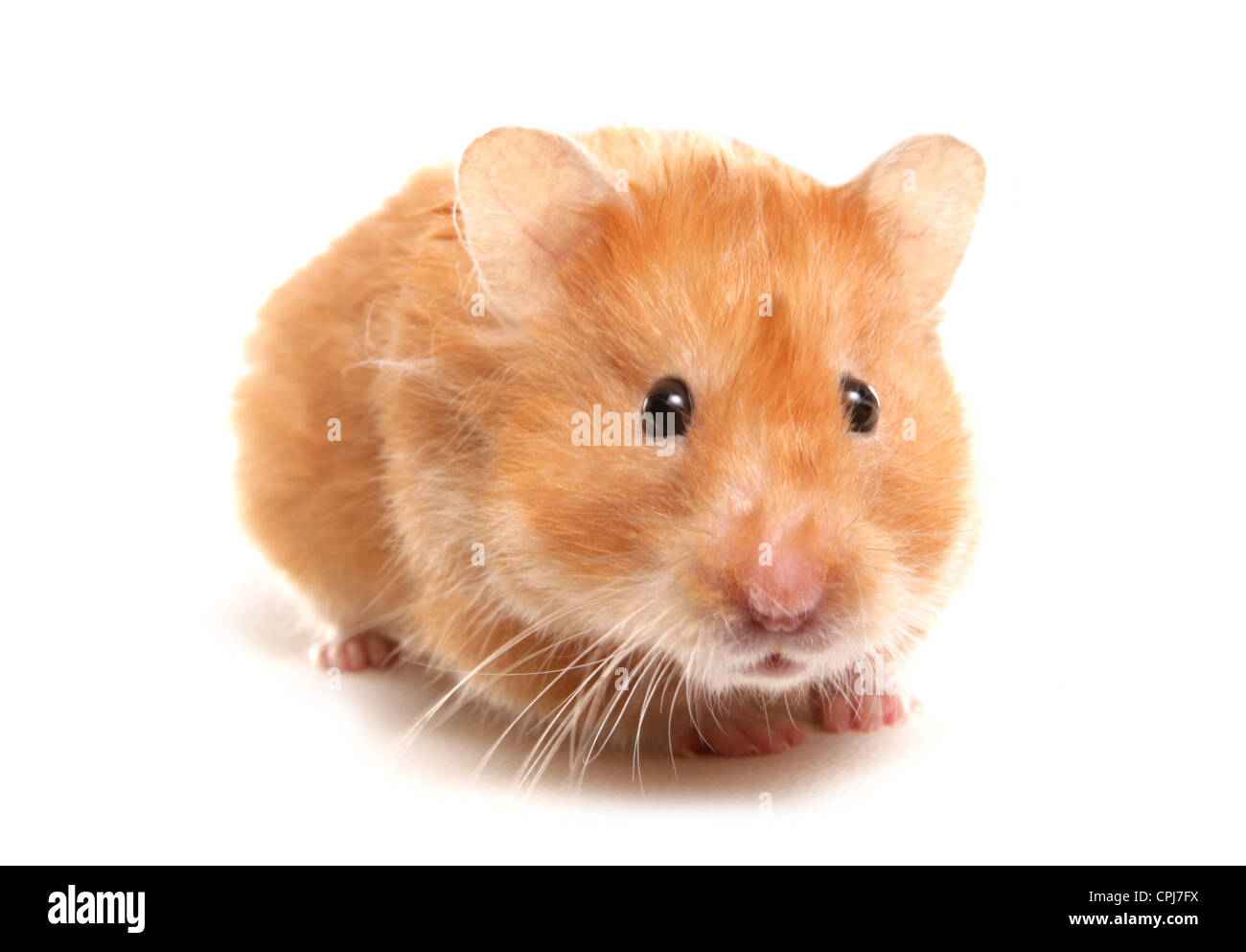 hamster mature