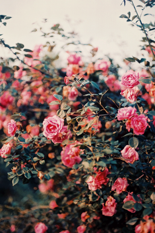 rosas tumblr