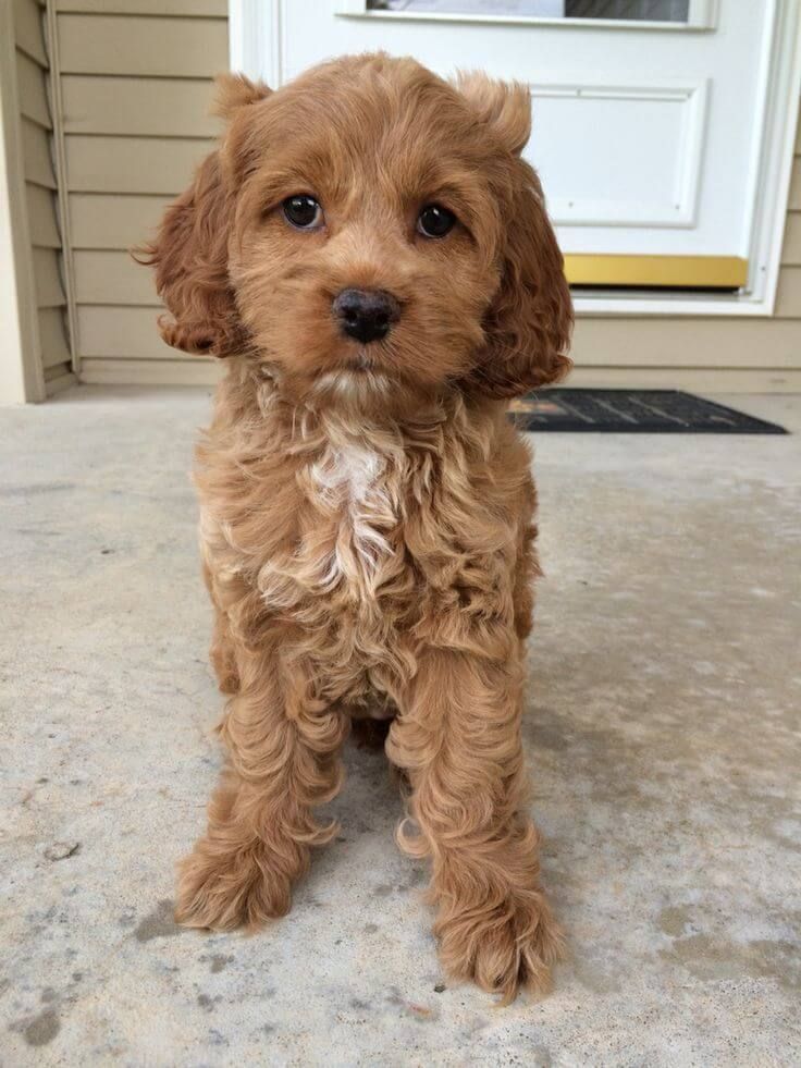 cockapoo and cockapoo mix