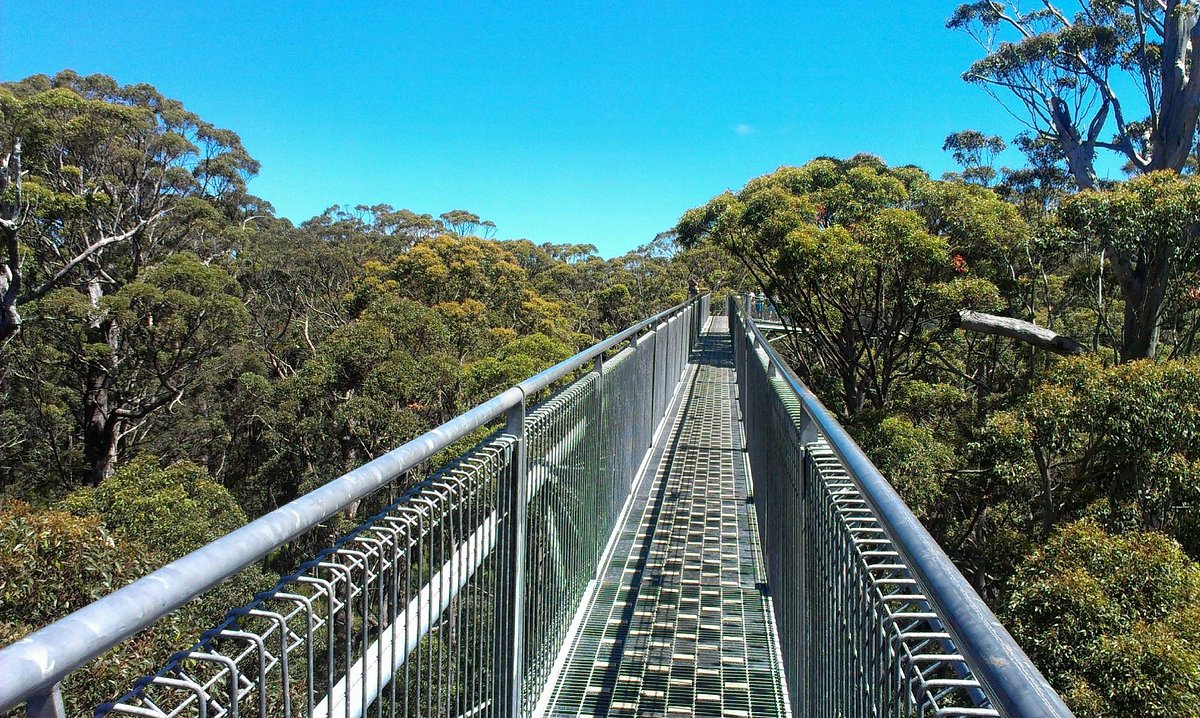 valley of the giants tree top walk reviews