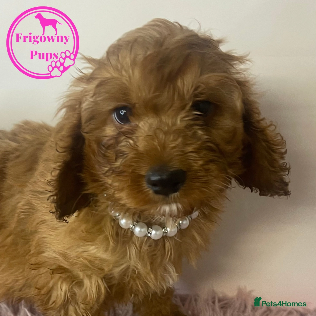 cockapoo for sale grimsby