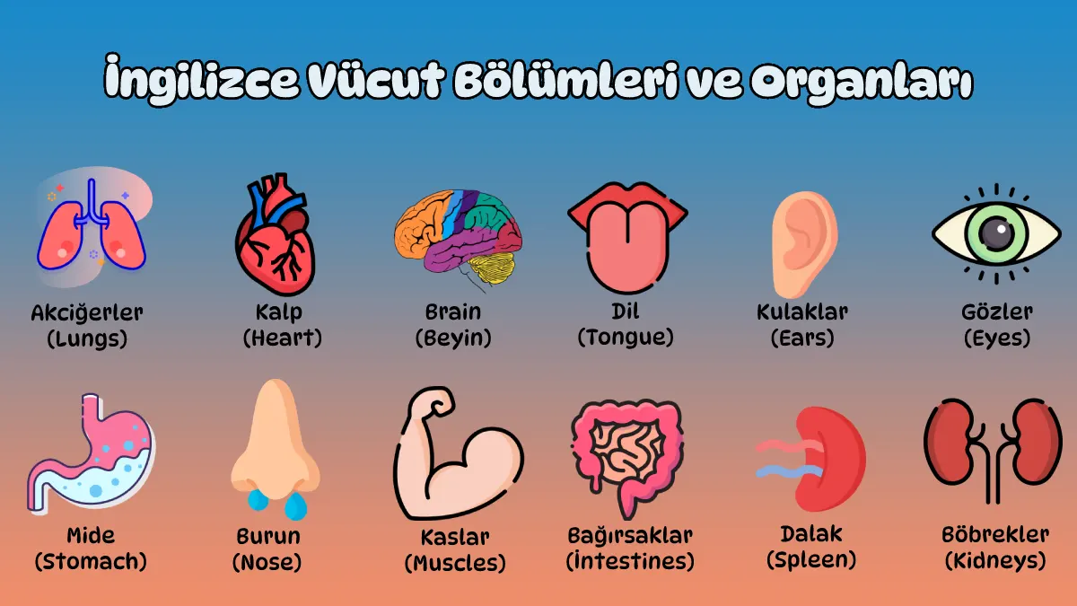 ingilizce vücudun bölümleri testi