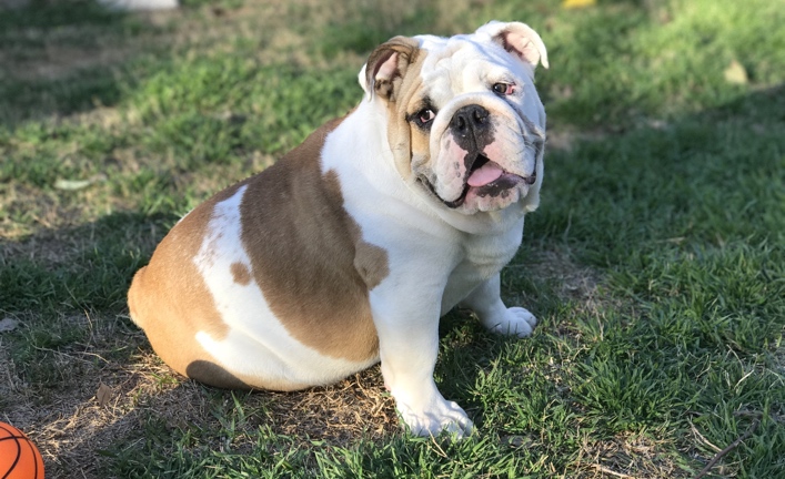 dallas bulldog rescue