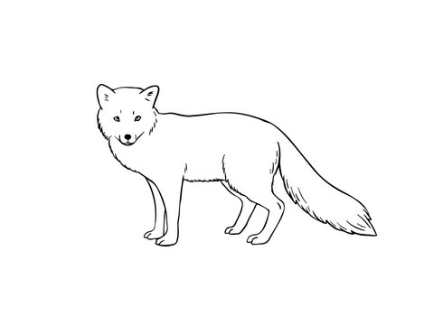 outline picture of fox