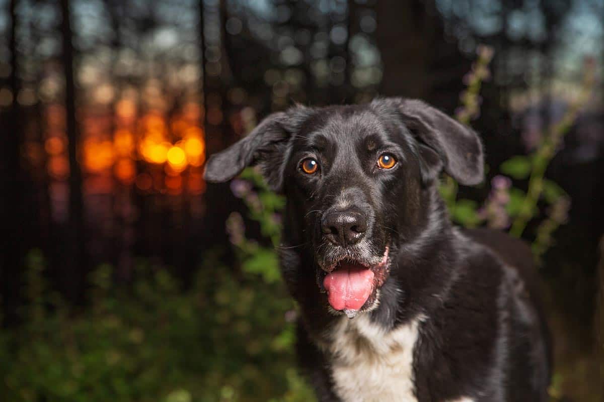 border collie and labrador mix