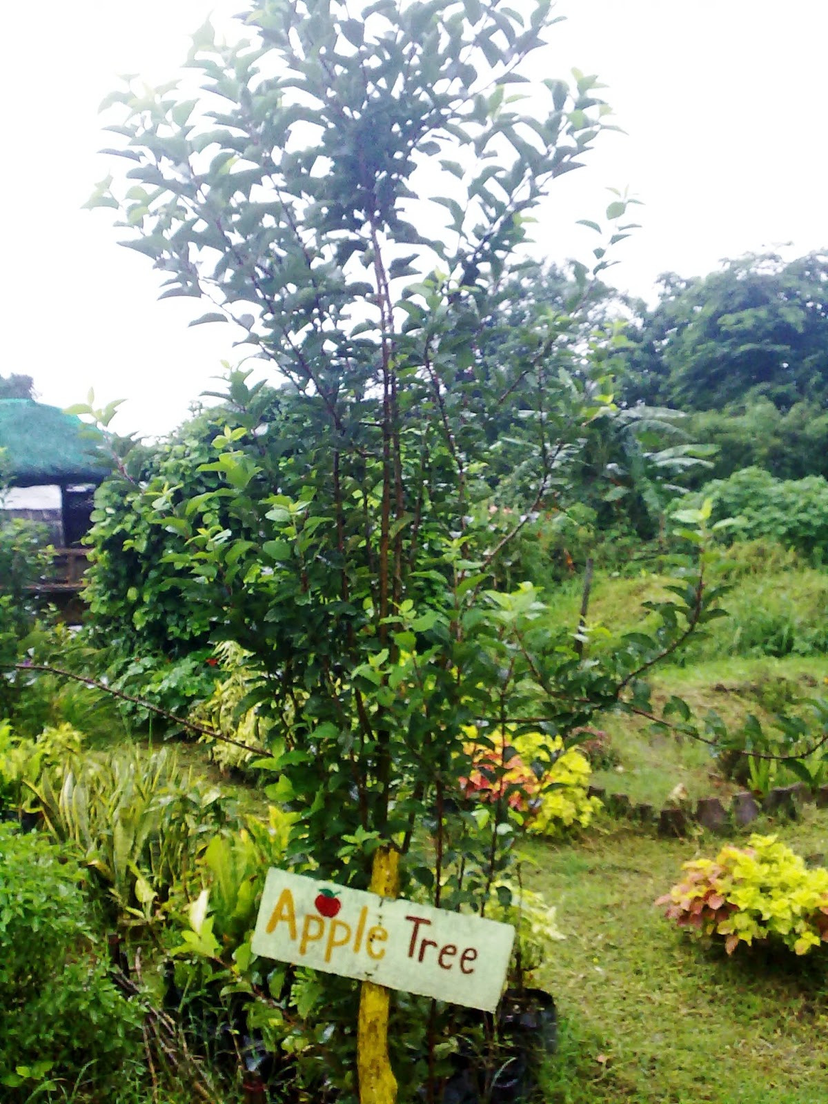 apple tree in baguio