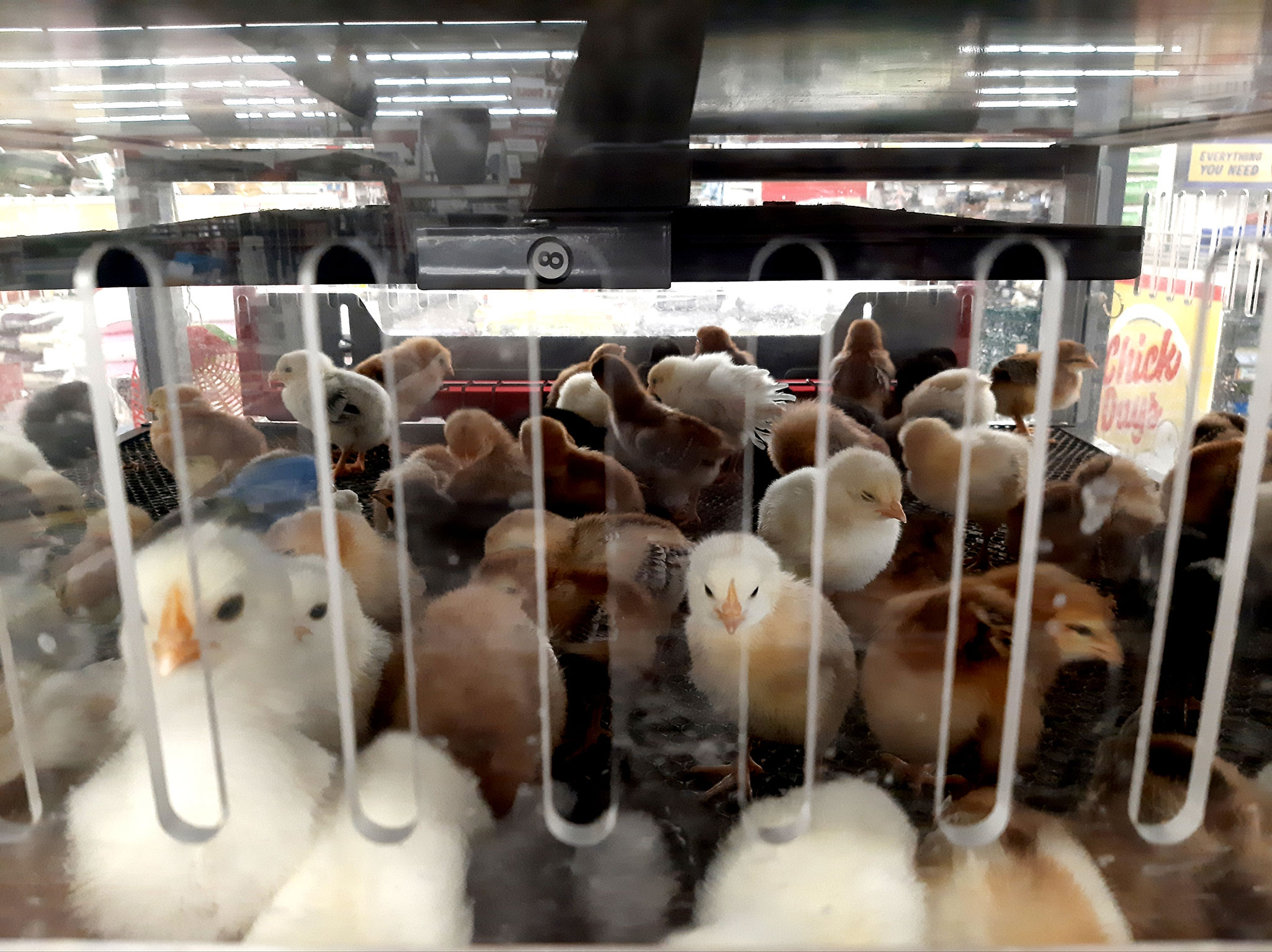 does tractor supply sell chickens