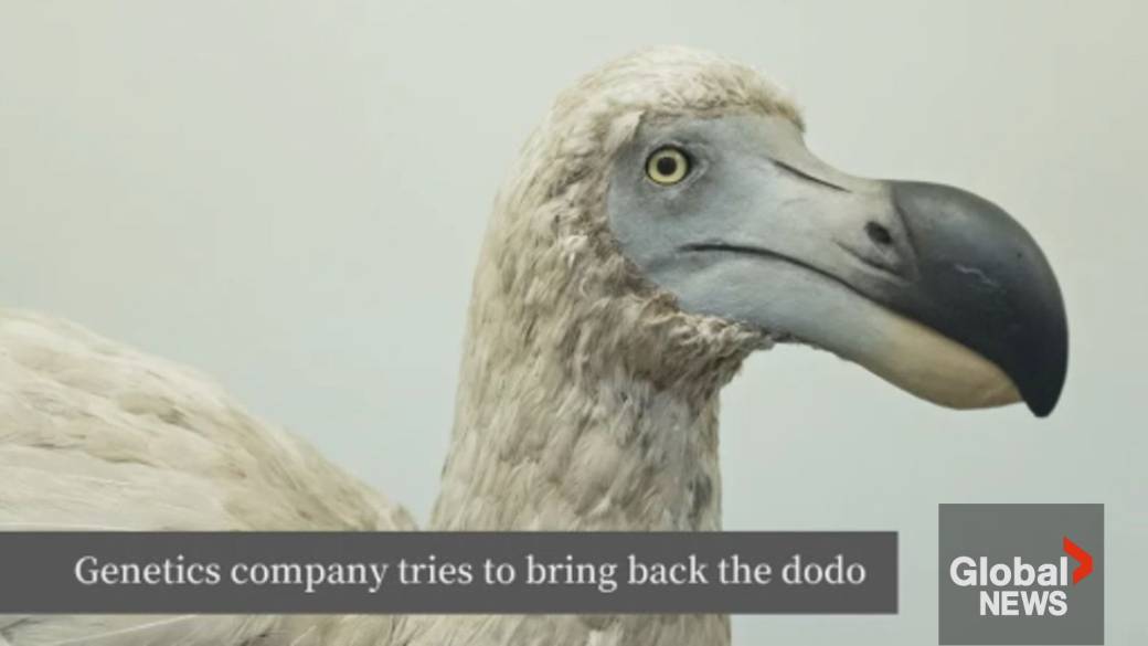 the dodo news