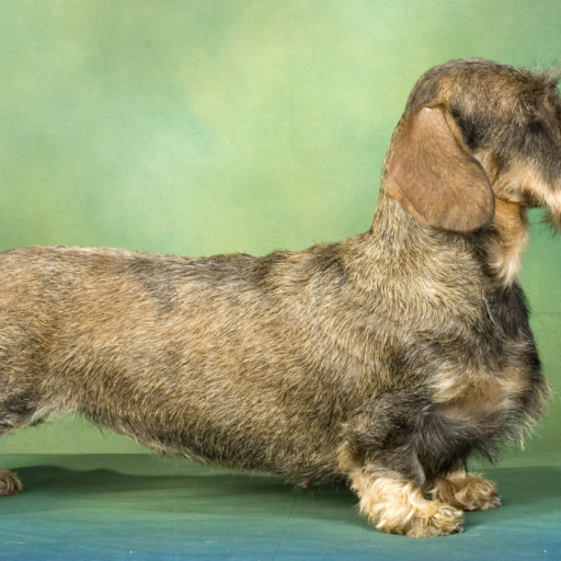 dachshund puppies for sale in kansas