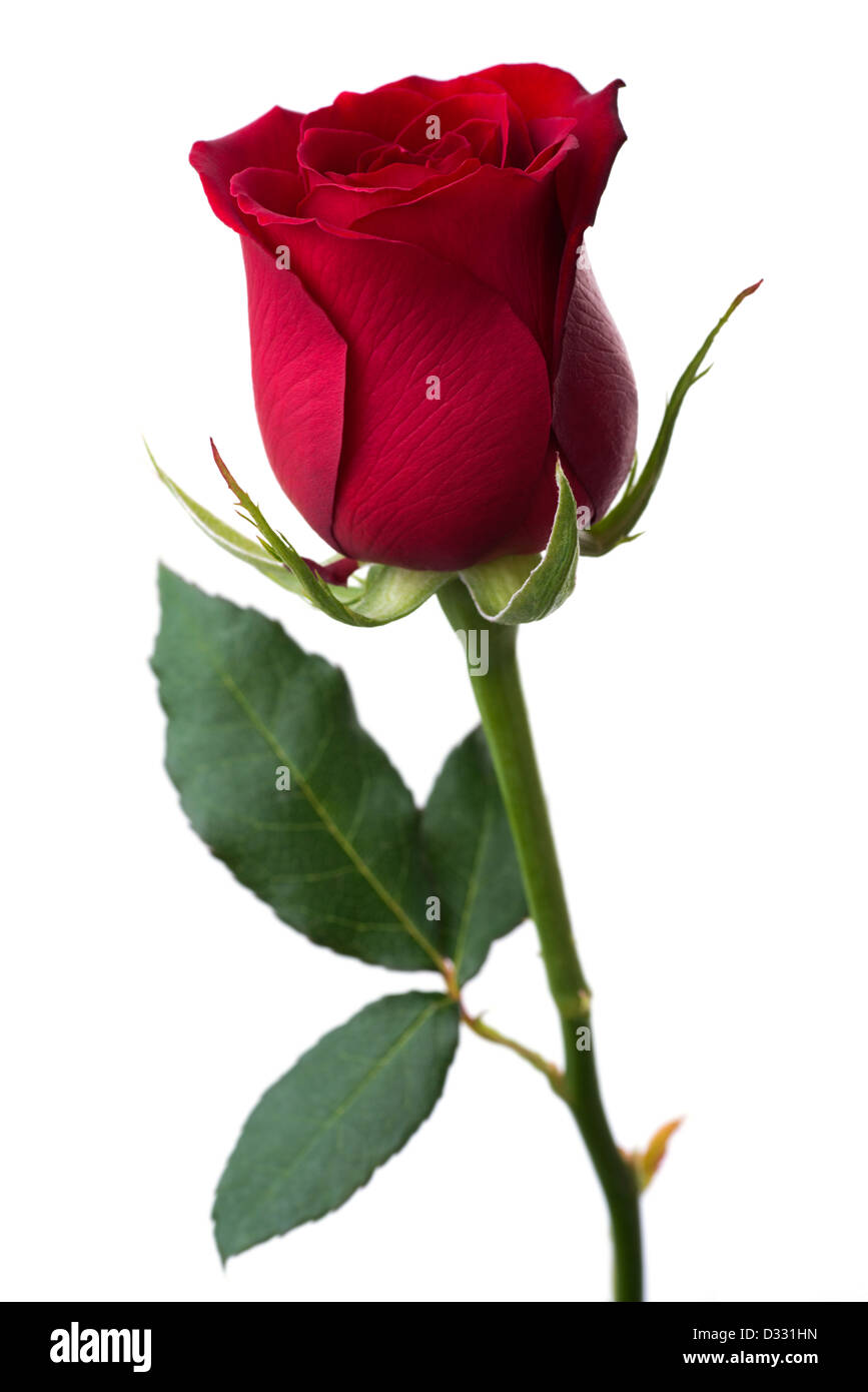 single red rose image