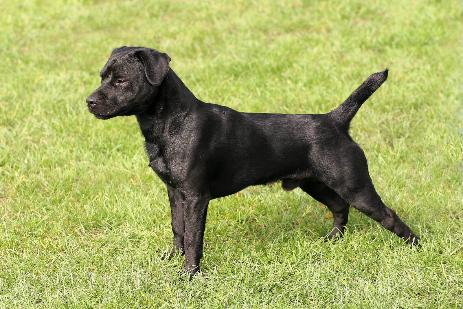 patterdale puppies