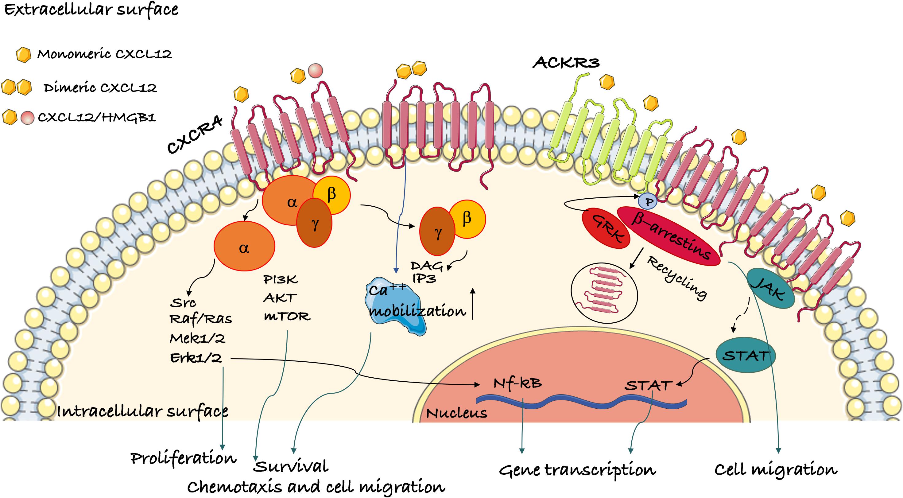 cxcr4