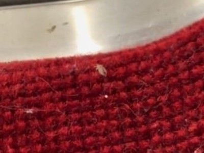 ttc bedbug