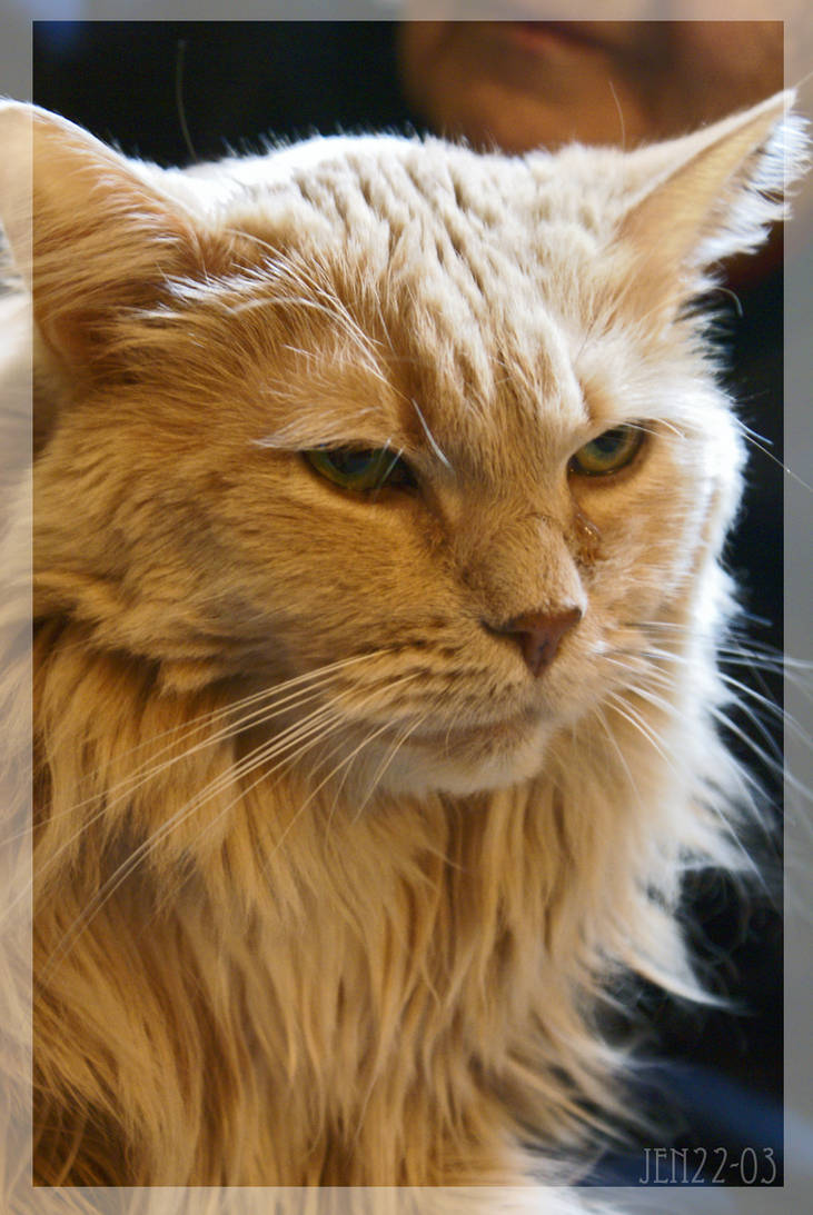 blond maine coon