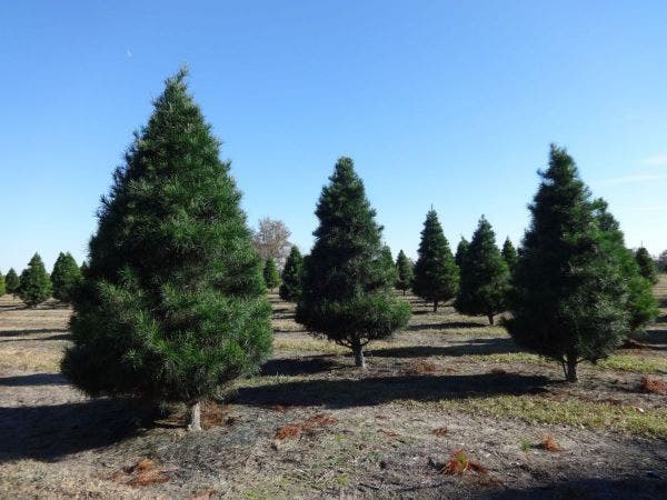 malden tree farm