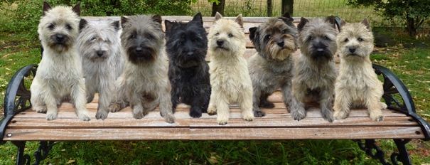 cairn terrier for sale sydney