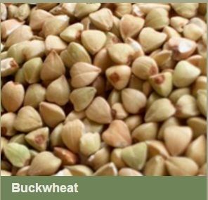 buckwheat meaning in telugu