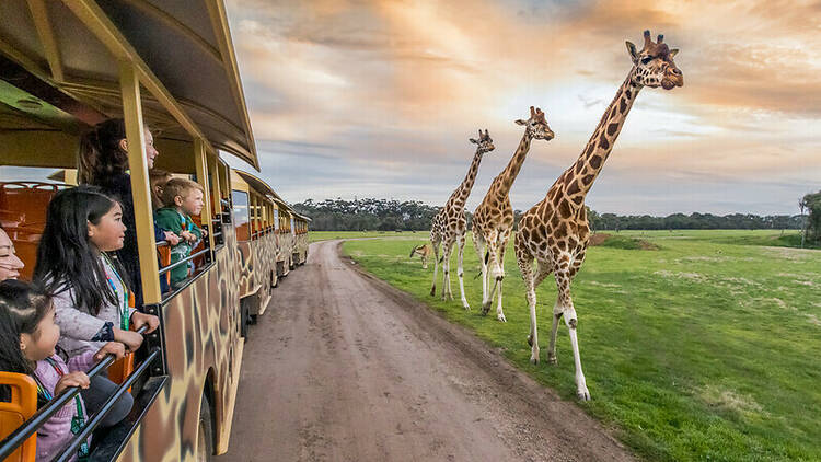 werribee open range zoo tickets