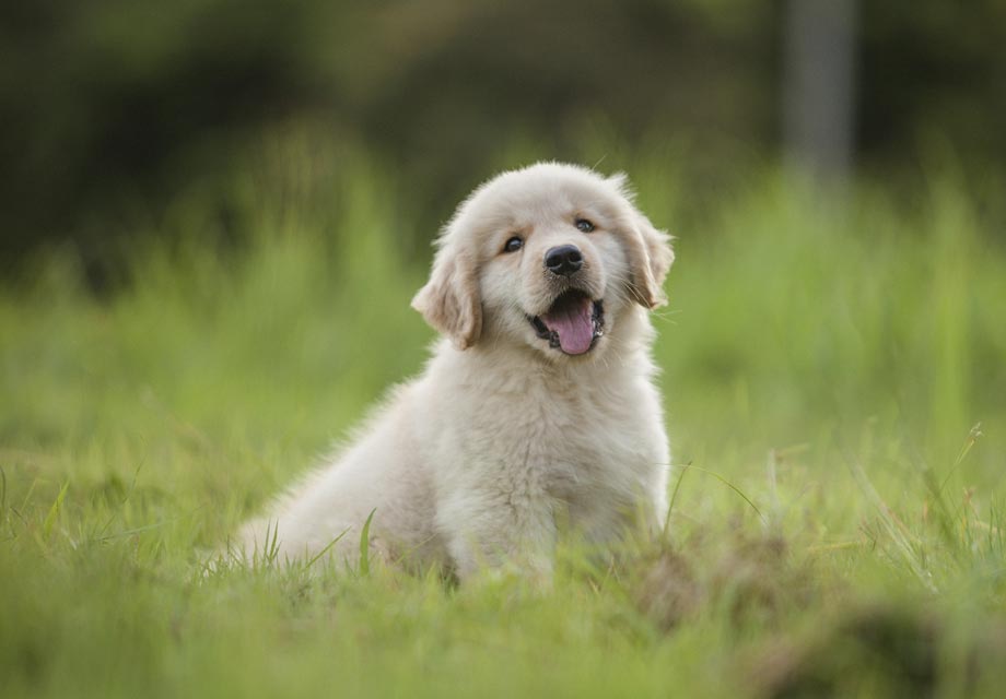 dogs for sale golden retriever puppies